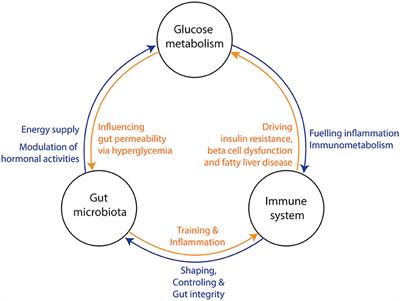 Frontiers | Gut Microbiota As A Trigger For Metabolic Inflammation In ...